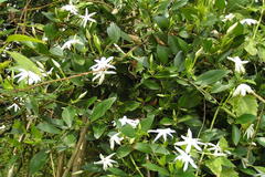 Jasminum cuspidatum